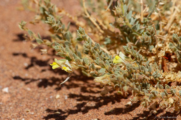 Kickxia aegyptiaca (L.), (Msseyed (Guelmim-Oued Noun), Maroc, le 27/03/2024)