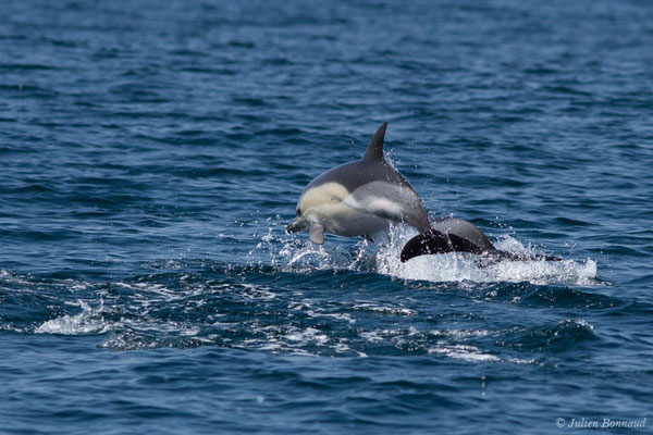 Dauphin commun, Dauphin commun à bec court ou Dauphin commun à bec long – Delphinus delphis Linnaeus, 1758, (Sagres (Vila do Bispo), Algarve (Portugal), le 31/08/2018)