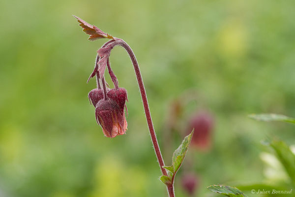 Benoîte des ruisseaux — Geum rivale L., 1753, (Station de ski de Gourette, Eaux Bonnes (65), France, le 15/06/2020)