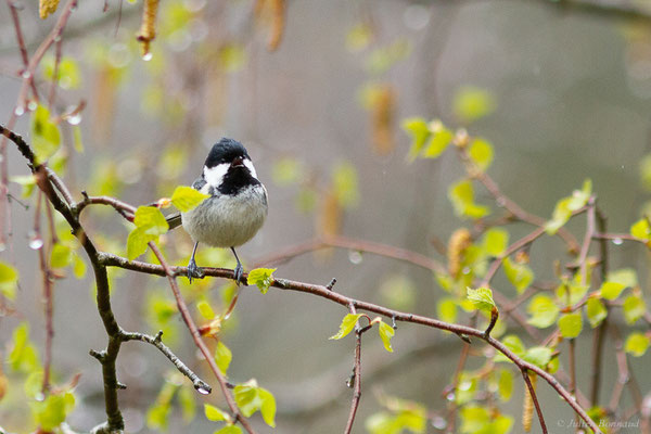 Mésange noire — Periparus ater (Linnaeus, 1758), (Etsaut (64), France, le 20/04/2022)