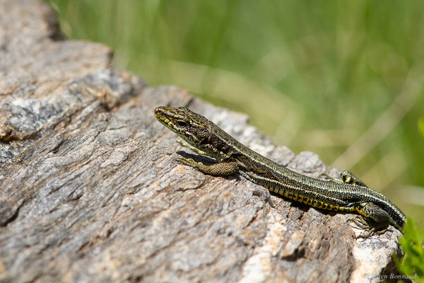 Lézard d'Aurelio — Iberalacerta aurelioi (Arribas, 1994), (Cirque glaciaire de Soulcem, Auzat (09), le 10/07/2023)