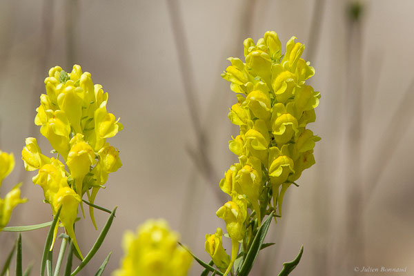 Linaire à feuilles étroites — Linaria angustissima (Loisel.) Borbás, 1900, (Monastère de Sant Pere de Rodes, Girona (Catalogne), Espagne, le 12/07/2023)