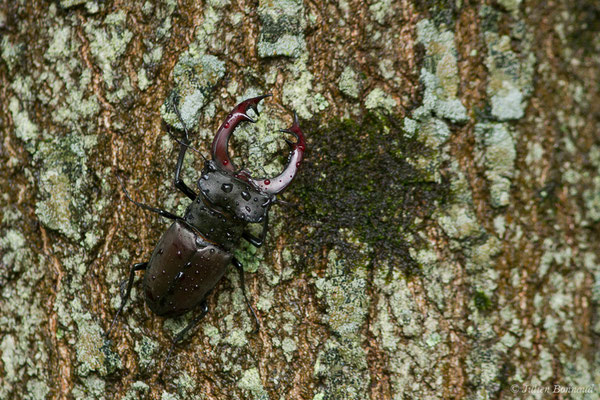 Cerf-volant (mâle), Biche (femelle), Lucane (Lucanus cervus) (Pau (64), France, le 05/06/2019)