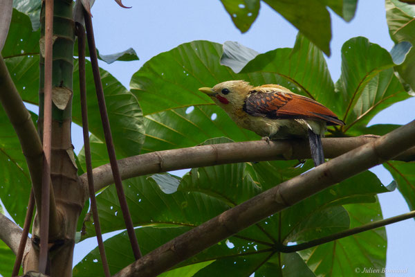 Pic jaune — Celeus flavus (Statius Müller, 1776), (Iracoubo, Guyane, le 12/07/2016)