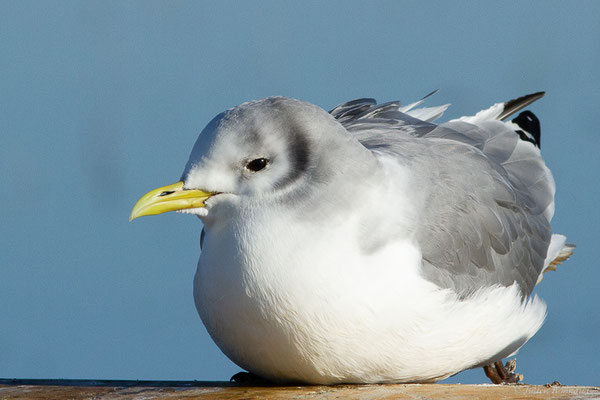 Mouette tridactyle — Rissa tridactyla (Linnaeus, 1758), (Guiche (64), France, le 10/12/2022)
