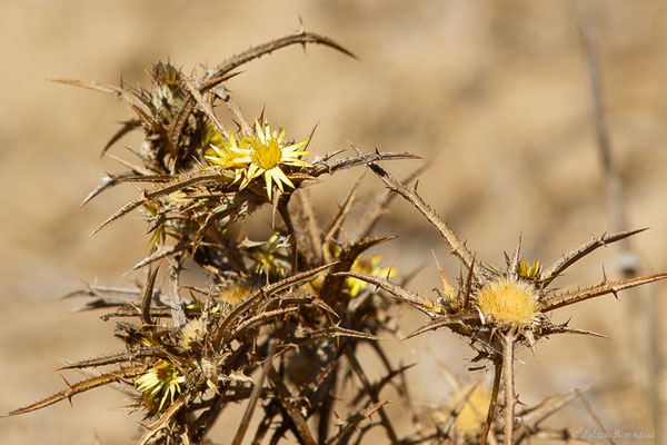 Carline en corymbe — Carlina corymbosa L., 1753, (Tétouan (Tanger-Tétouan-Al Hoceïma), Maroc, le 27/09/2023)