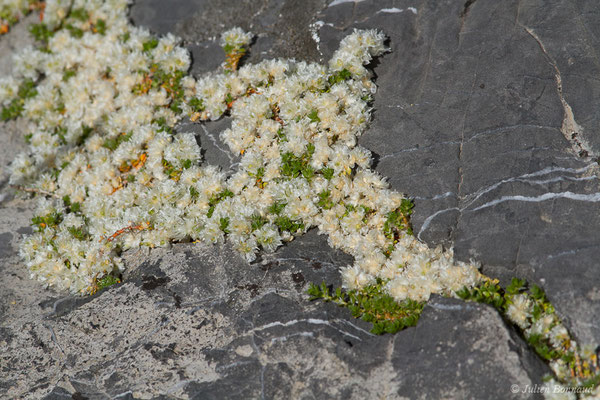 Paronyque à feuilles de Serpolet (Paronychia kapela subsp. serpyllifolia) (Col du Pourtalet, Laruns (64), France, le 06/07/2019)