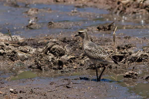 Pluvier bronzé — Pluvialis dominica (Müller, PLS, 1776), (adulte, plumage internuptial), (Marais Leblond, Cayenne, Guyane, le 26/09/2016)
