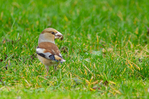Grosbec casse-noyaux — Coccothraustes coccothraustes (Linnaeus, 1758), (mâle adulte en plumage d'hiver) (La Roche-sur-Yon (85), France, le 25/01/2018)