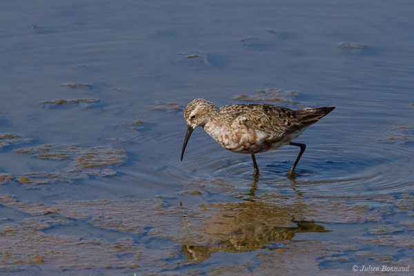 Bécasseau cocorli — Calidris ferruginea (Pontoppidan, 1763), (Marais de l'Odiel, Palos de la Frontera (Andalousie), Espagne, le 07/08/2020)