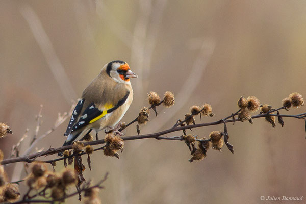 Chardonneret élégant — Carduelis carduelis (Linnaeus, 1758), (Ossun (65), France, le 13/11/2019)