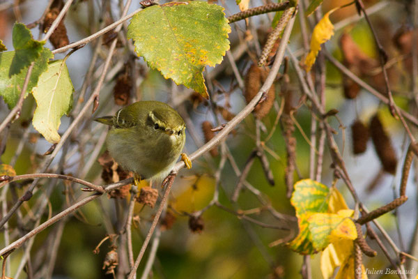 Pouillot à grands sourcils (Phylloscopus inornatus) (Hélioparc, Pau (64), France, le 18/12/2018)