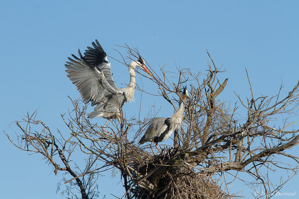 Héron cendré — Ardea cinerea Linnaeus, 1758, (Parc ornithologique de Pont de Gau (13), France, le 20/02/2020)