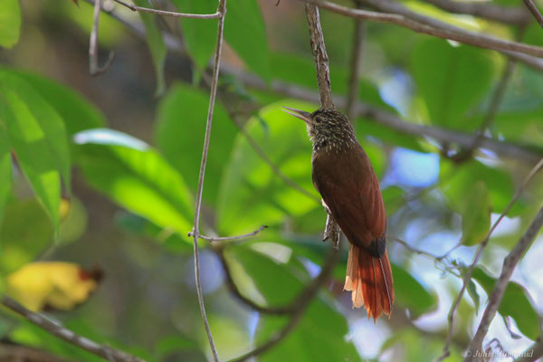 Grimpar talapiot — Dendroplex picus (Gmelin, 1788)