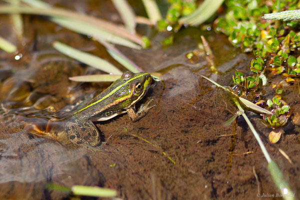 Grenouille de Pérez — Pelophylax perezi (Seoane, 1885)