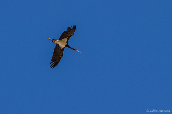 Cigogne noire — Ciconia nigra (Linnaeus, 1758), (Parc National de Monfragüe (Estrémadure), Espagne, le 12/08/2020)