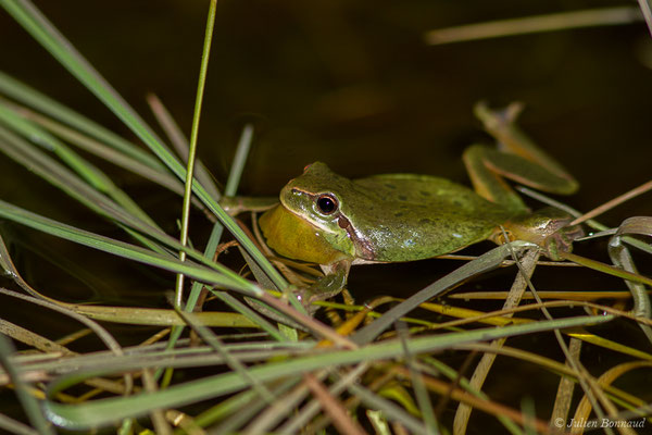 Rainette méridionale — Hyla meridionalis Böttger, 1874, (Braud-et-Saint-Louis (33), le 06/03/2018)