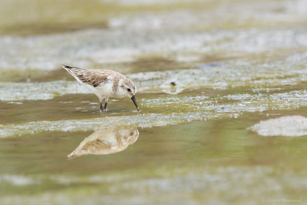 Bécasseau semipalmé — Calidris pusilla (Linnaeus, 1766), (adulte, plumage internuptial), (Route des plages, Remire-Montjoly, Guyane, le 29/03/2017)