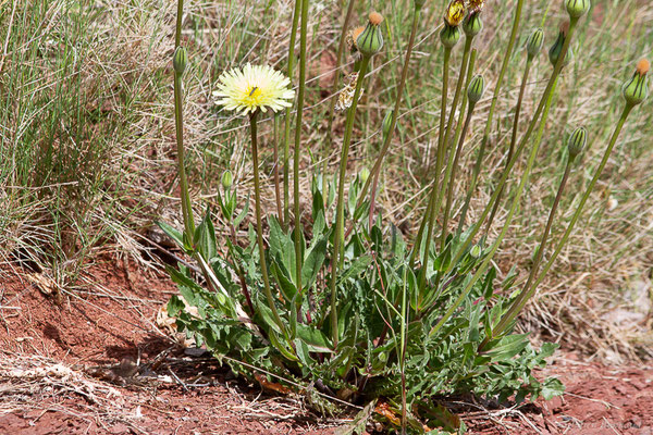 Urosperme de Daléchamps, Salsifis de Daléchamps — Urospermum dalechampii (L.) Scop. ex F.W.Schmidt, 1795, (Lac du Salagou, Clermont-l'Hérault (34), France, le 02/05/2025)