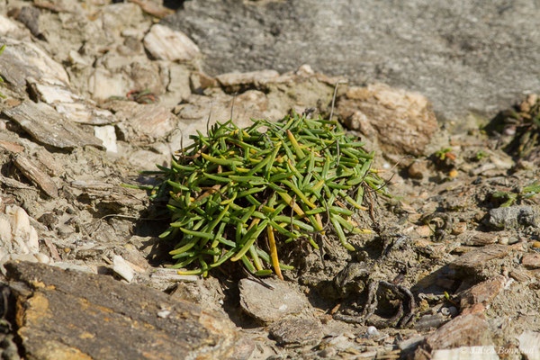 Plantain maritime — Plantago maritima L., 1753, (Bidart (64), France, le 09/11/2018)