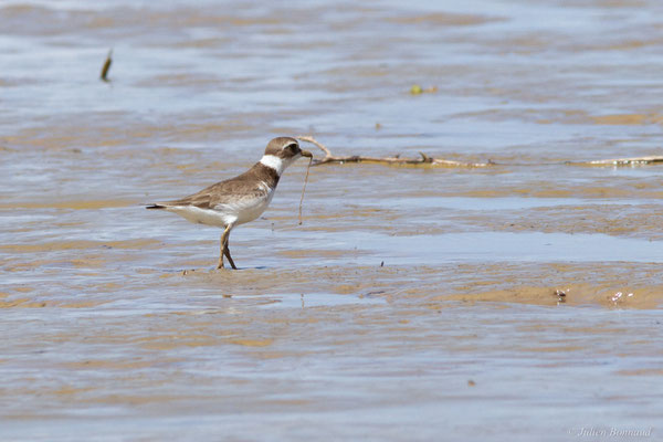 Gravelot semipalmé — Charadrius semipalmatus Bonaparte, 1825, (adulte, plumage internuptial), (Route des plages, Remire-Montjoly, Guyane, le 29/03/2017)