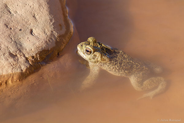 Crapaud berbère — Sclerophrys mauritanica (Schlegel, 1841)