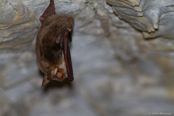 Grand murin — Myotis myotis (Borkhausen, 1797)