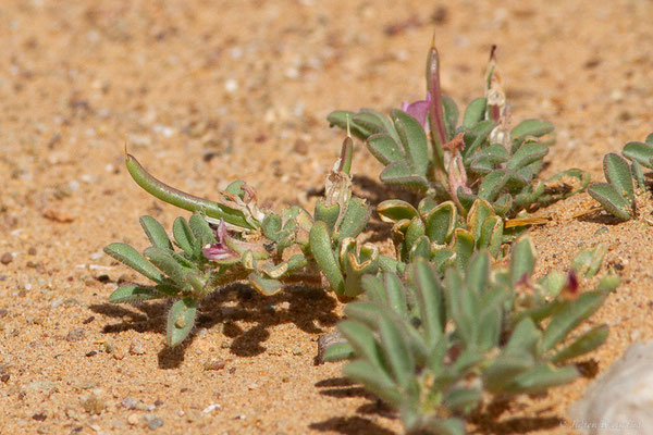 Lotus glinoides Delile