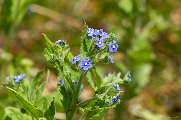 Buglosse toujours verte — Pentaglottis sempervirens (L.) Tausch ex L.H.Bailey, 1949, (Cangas del Narcea (Asturias), Espagne, le 06/07/2022)