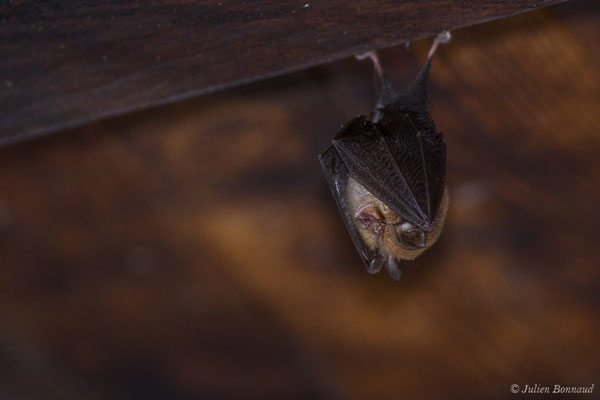 Petit rhinolophe — Rhinolophus hipposideros (Borkhausen, 1797)