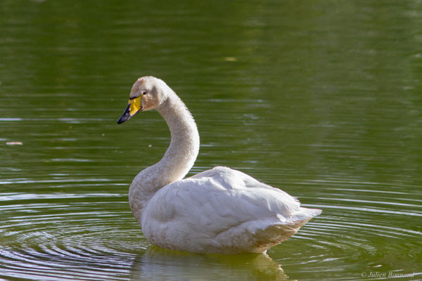 Cygne chanteur — Cygnus cygnus (Linnaeus, 1758), (Parc écologique de Plaiaundi, Irun (Pays basque), Espagne, le 11/11/2025)