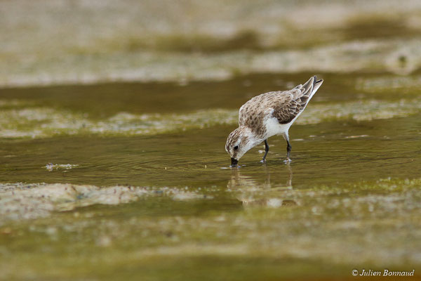 Bécasseau semipalmé — Calidris pusilla (Linnaeus, 1766), (adulte, plumage internuptial) (Route des plages, Remire-Montjoly, Guyane, le 29/03/2017)