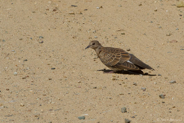 Tourterelle des bois — Streptopelia turtur (Linnaeus, 1758), (juvénile) (Ghisonaccia (2B), France, le 08/09/2019)