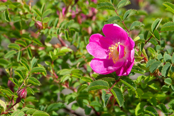 Rosier des Alpes — Rosa pendulina L., 1753, (Station de ski de La Pierre Saint-Martin, Arette (64), France, le 06/07/2023)