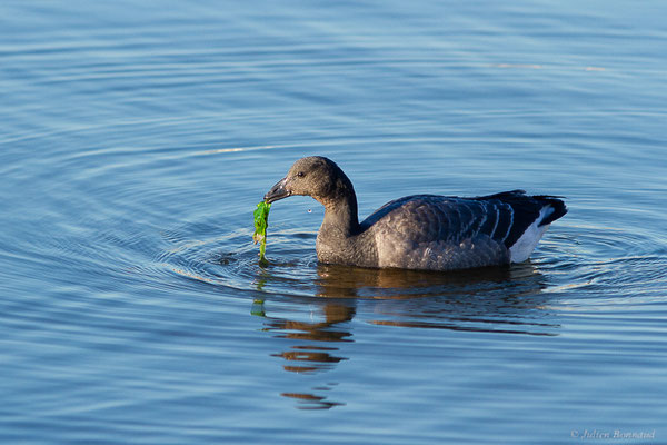 Bernache cravant — Branta bernicla (Linnaeus, 1758), (Andernos-les-Bains (33), France, le 10/12/2022)