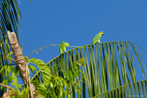 Caïque à queue courte — Graydidascalus brachyurus (Kuhl, 1820), (Embouchure de l'Approuague, Régina, Guyane, le 11/09/2017)