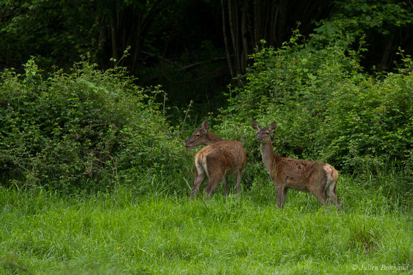 Cerf élaphe – Cervus elaphus Linnaeus, 1758, (Hameau du Plan, Saint-Béat (31), France, le 05/06/2018)