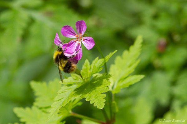 Bourdon des prés — Bombus pratorum (Linnaeus, 1760), (Oloron-Sainte-Marie (64), France, le 26/05/2021)