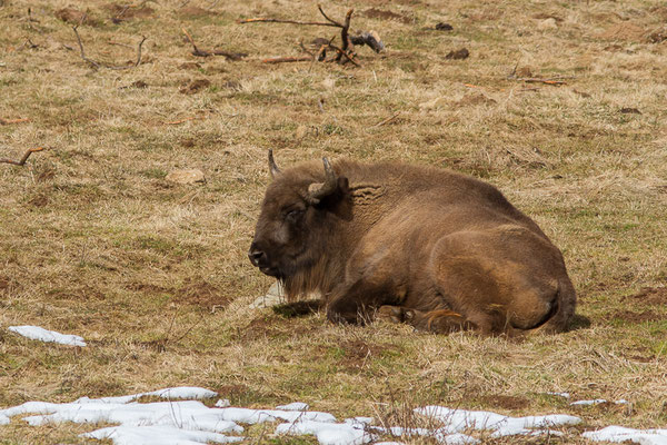 Bison d'Europe – Bison bonasus (Linnaeus, 1758), (Parc faunistique Lacuniacha, Huesca, Espagne, le 09/02/2020)