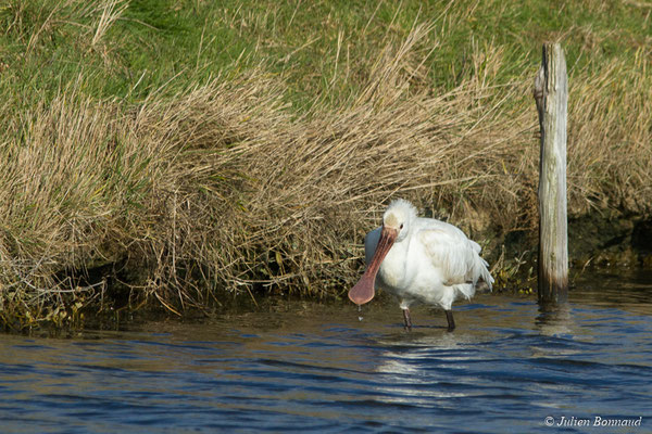 Spatule blanche — Platalea leucorodia Linnaeus, 1758, (juvénile) (marais de Séné (56), France, le 05/02/2018)