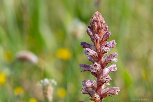 Orobanche à petites fleurs — Orobanche minor Sm., 1797, (Frontignan (34), France, le 02/05/2025)