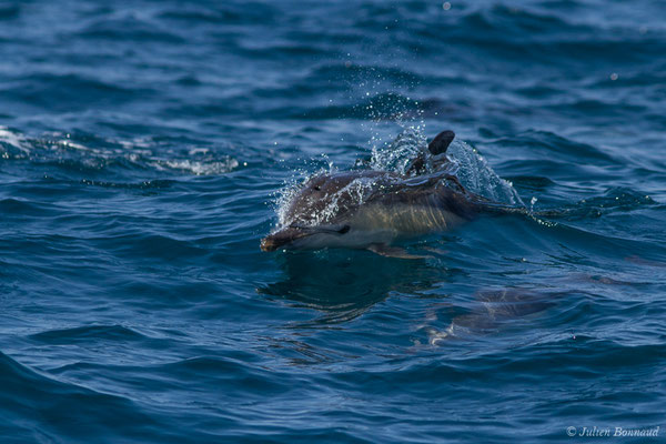 Dauphin commun, Dauphin commun à bec court ou Dauphin commun à bec long – Delphinus delphis Linnaeus, 1758, (Sagres (Vila do Bispo), Algarve (Portugal), le 31/08/2018)