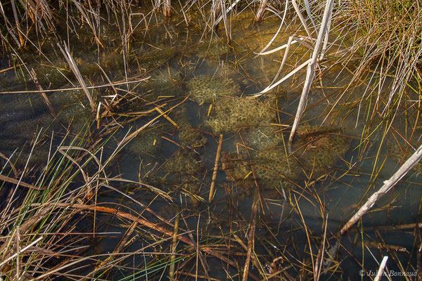 Grenouille rousse — Rana temporaria Linnaeus, 1758
