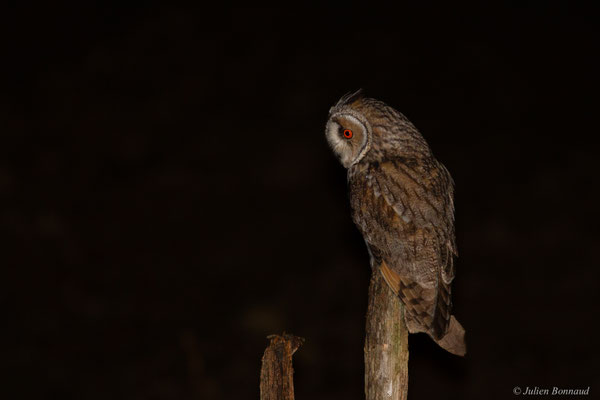 Hibou moyen-duc — Asio otus (Linnaeus, 1758)