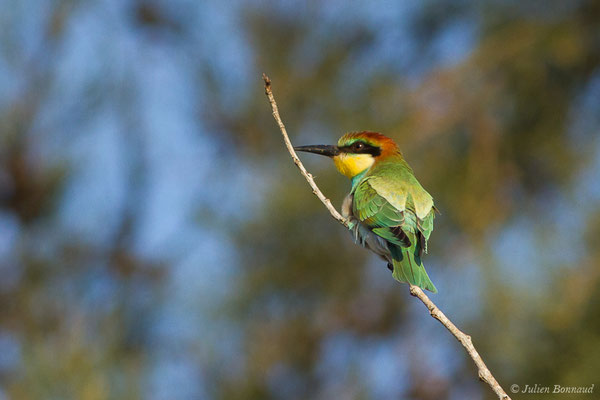Guêpier d'Europe — Merops apiaster Linnaeus, 1758, (Bonifacio (2A), France, le 06/09/2019)