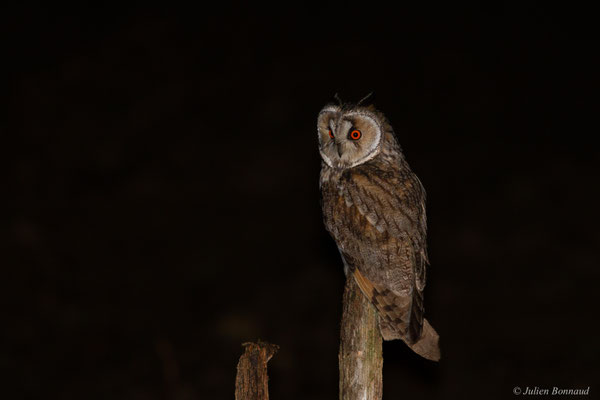 Hibou moyen-duc — Asio otus (Linnaeus, 1758)
