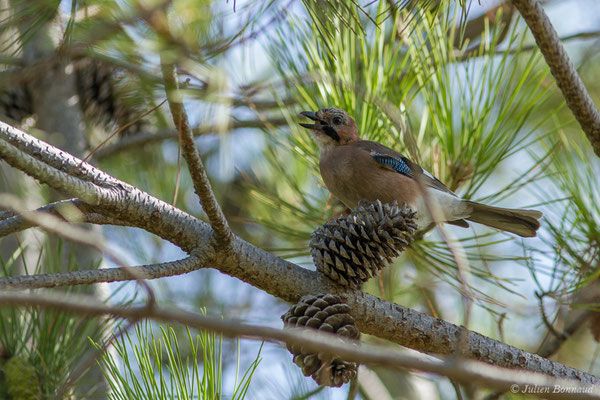 Geai des chênes — Garrulus glandarius (Linnaeus, 1758), (Ria Formosa (Faro), (Algarve), Portugal, le 01/09/2018)