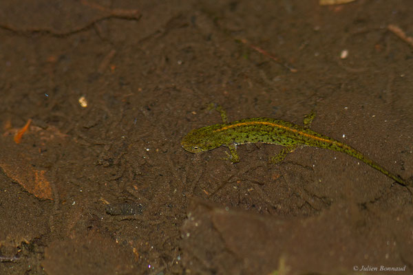 Triton de Bosca — Lissotriton boscai (Lataste, 1879)