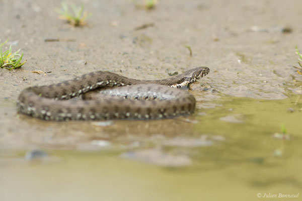 Couleuvre vipérine — Natrix maura (Linnaeus, 1758)