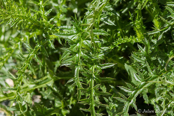 Chardon à pédoncules nus, Chardon décapité — Carduus defloratus L., 1759, (Cette-Eygun (64), France, le 23/04/2021)